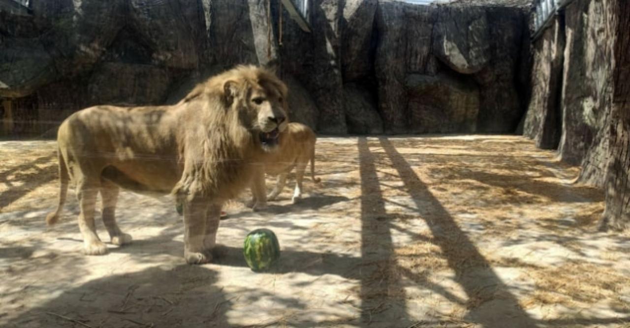 Dünya Aslan Günü’ne özel kutlama