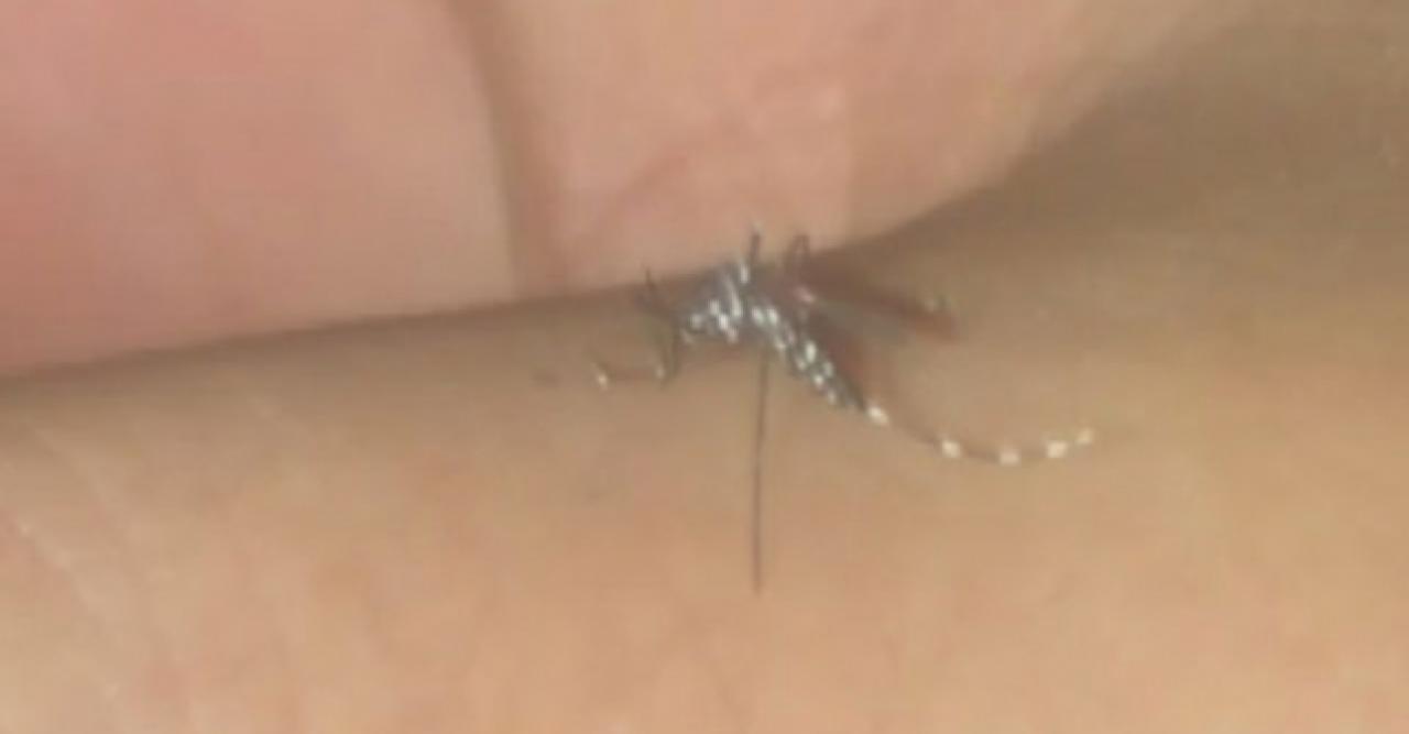 Asya Kaplan Sivrisineği'ne karşı biyolojik mücadele çalışmaları başladı