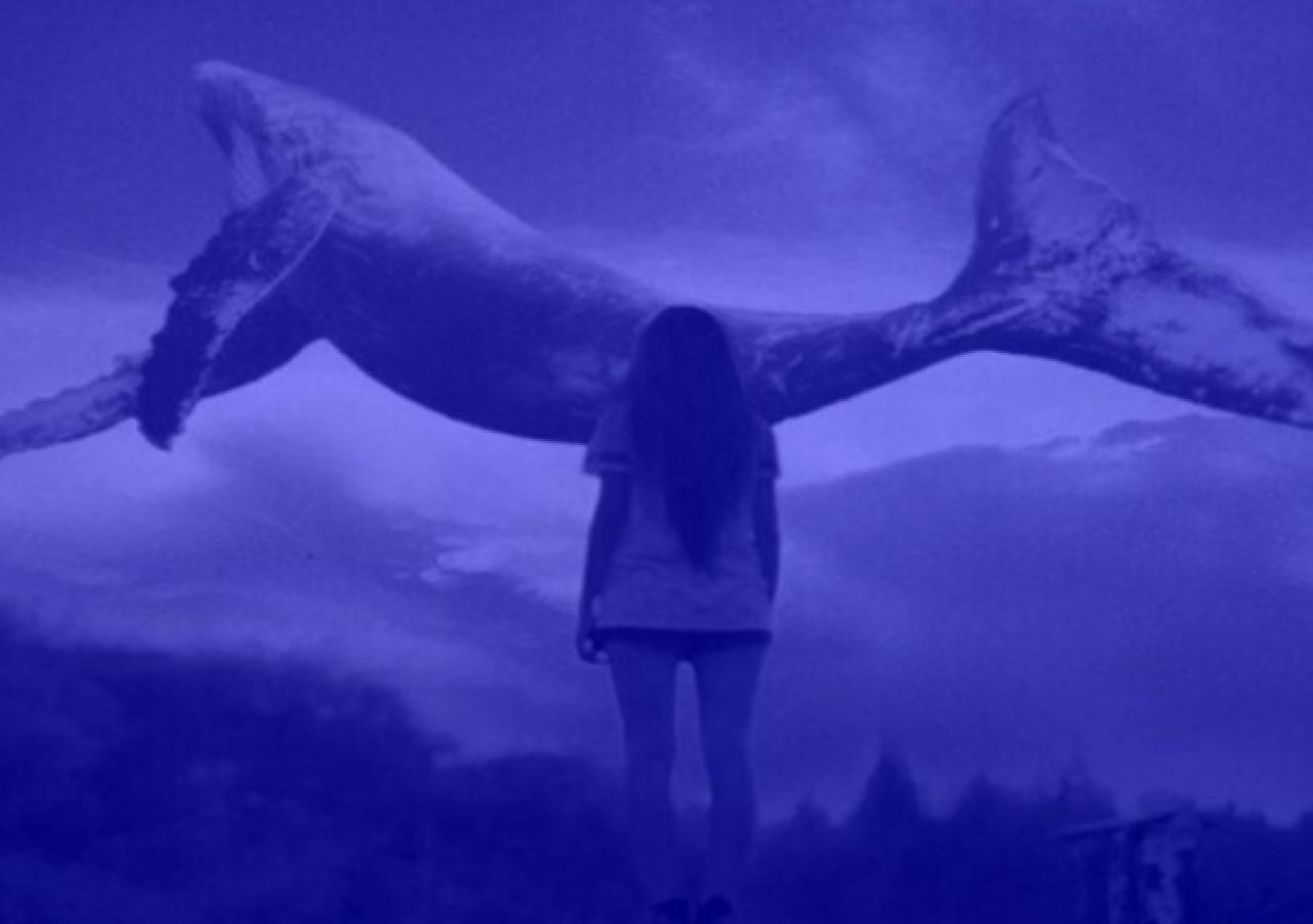 Mavi Balina oyununun yazılımcısı yakalandı