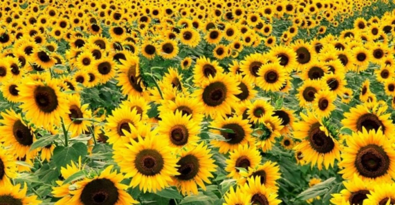 Resmi Gazete'de 'yağlık ayçiçeği' kararı yayımlandı!