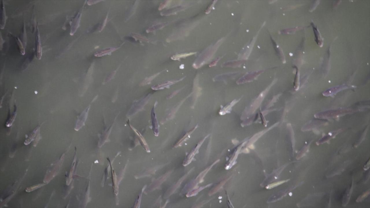 Beyşehir Gölü'nde yavru balıklar ilginç görüntülere sahne oldu