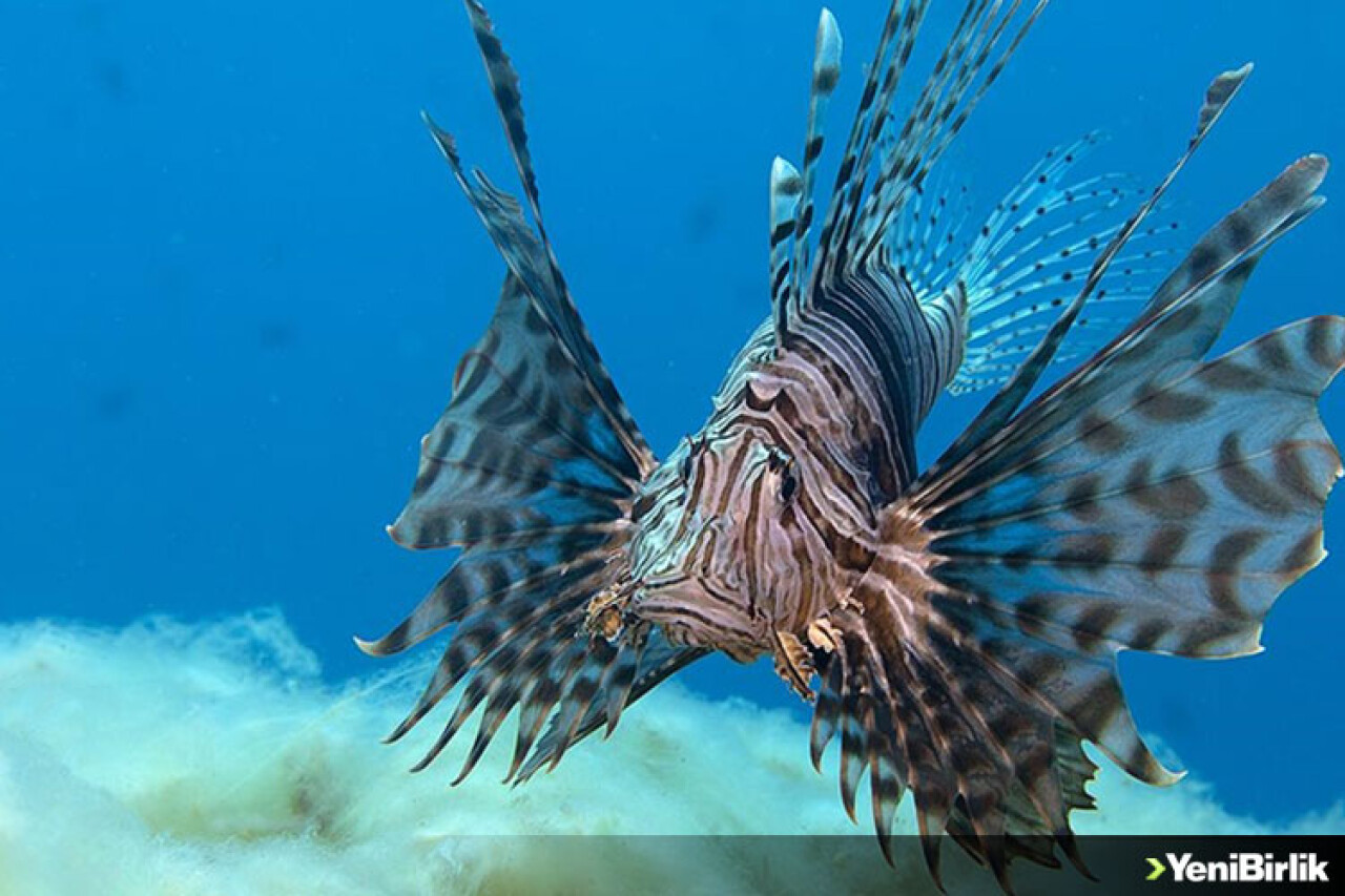 Aslan balığı Ege'de fotoğraf tutkunu dalgıçların kadrajına giriyor