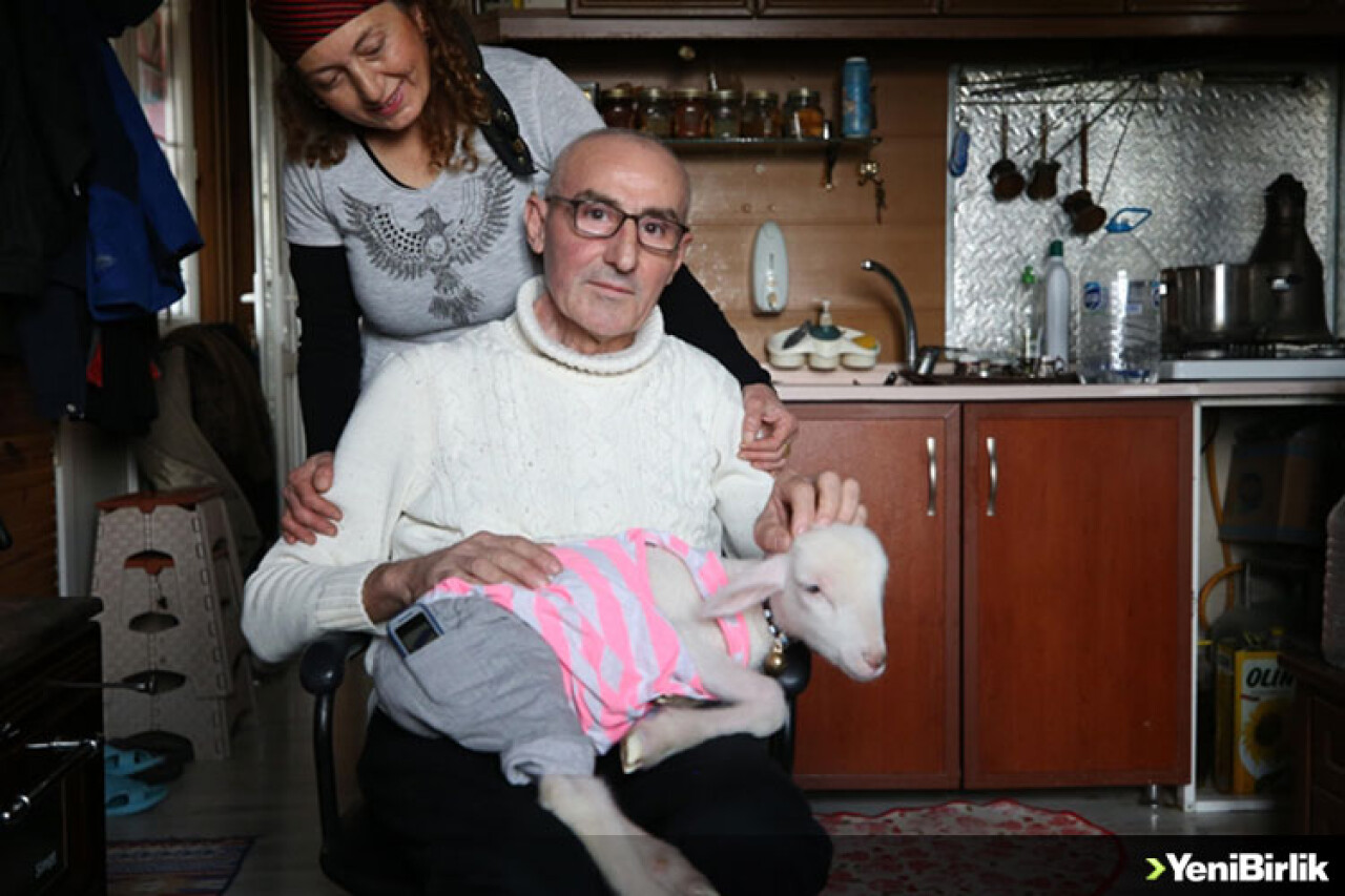 Hayvansever aile annesiz kalan kuzuya "sıcak yuva" oldu