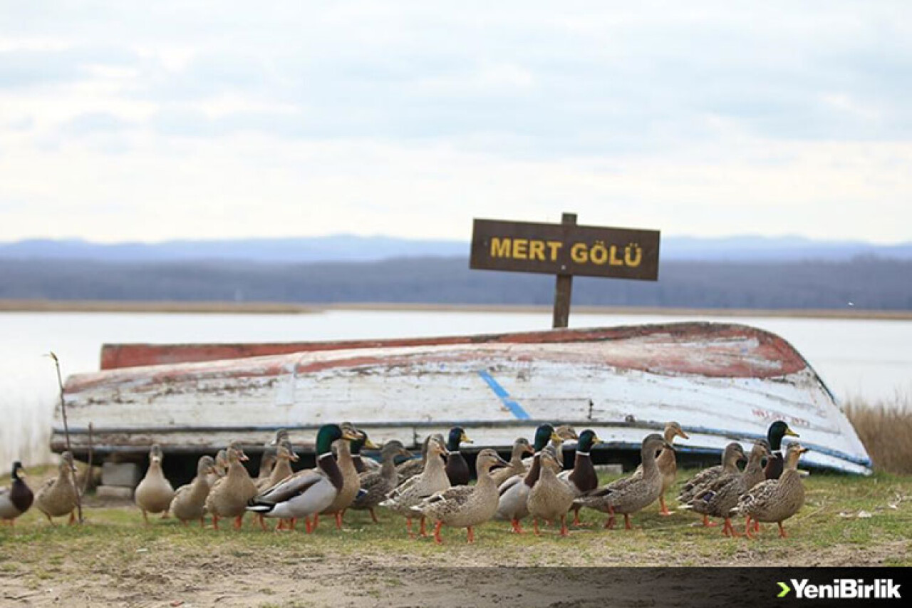 İğneada longozları yaban hayatına da zenginlik katıyor
