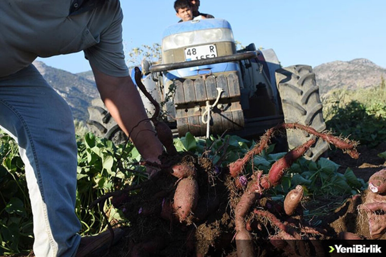 Hasadına başlanan mor patates verimi ve fiyatıyla üreticiyi sevindirdi