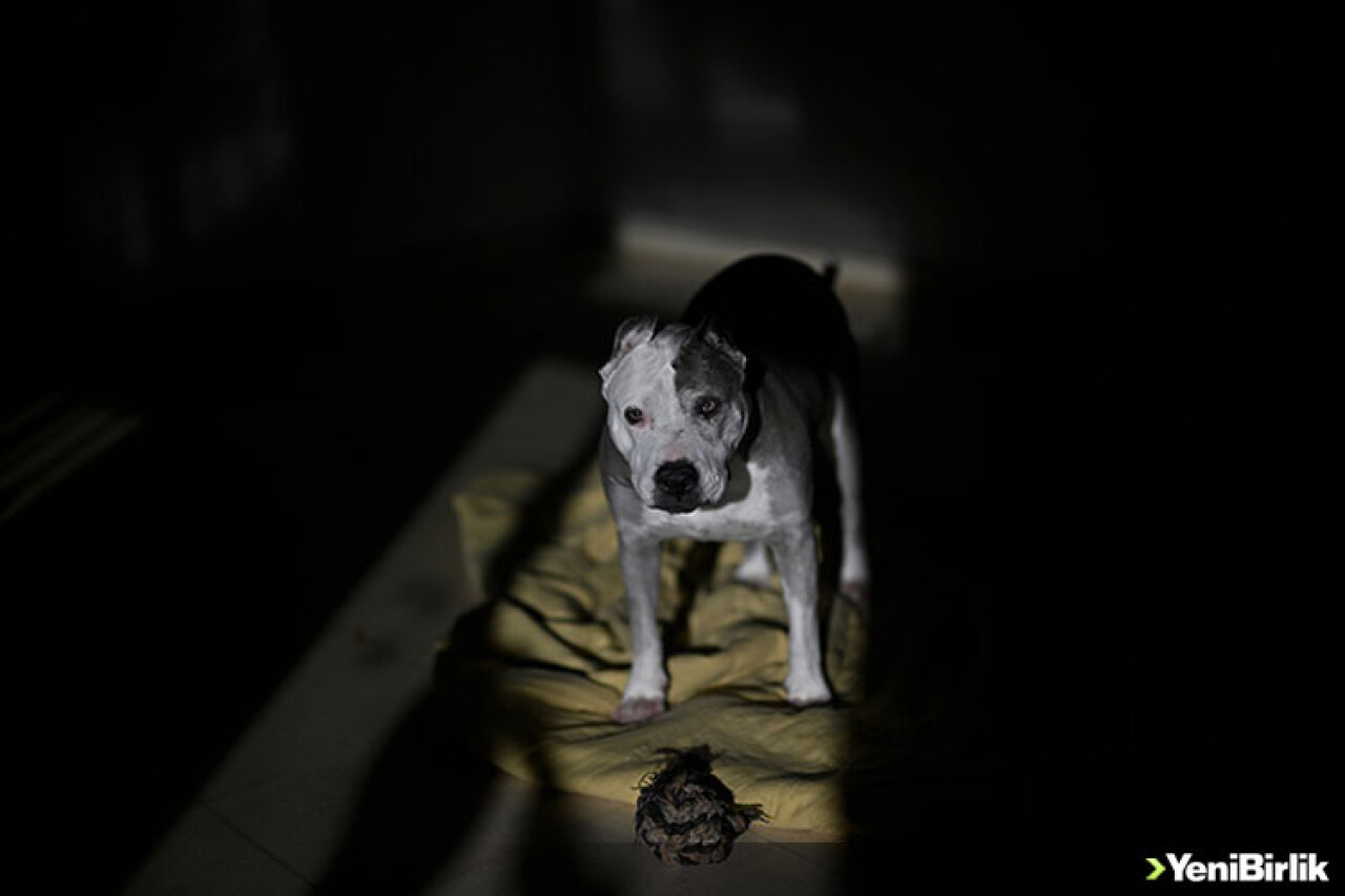 İspanya'da yüz binlercesi terk ediliyor ama sokakta sahipsiz köpek yok