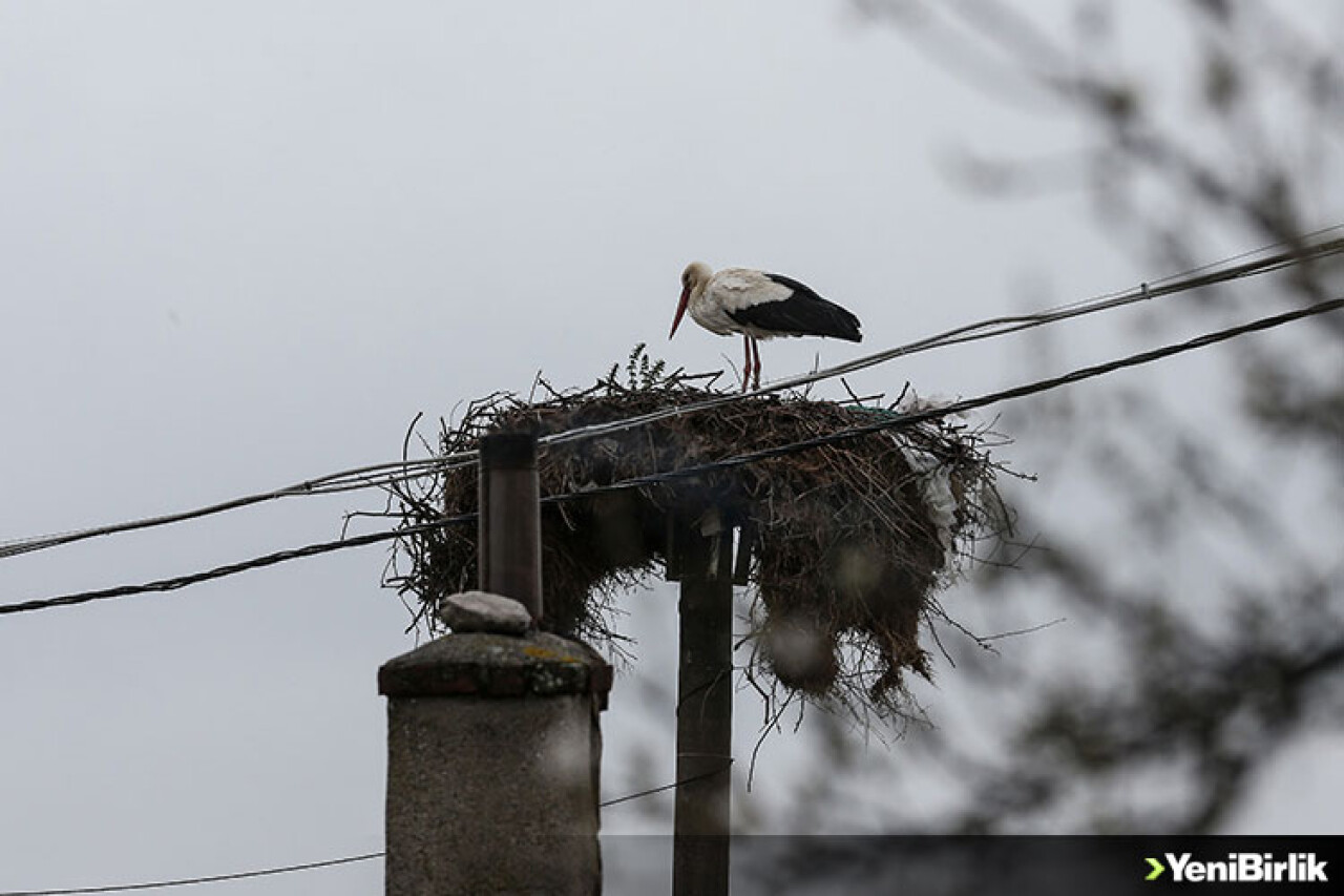 'Yaren' leylek 11'inci göç yılında Uluabat Gölü manzaralı yuvasına yerleşti