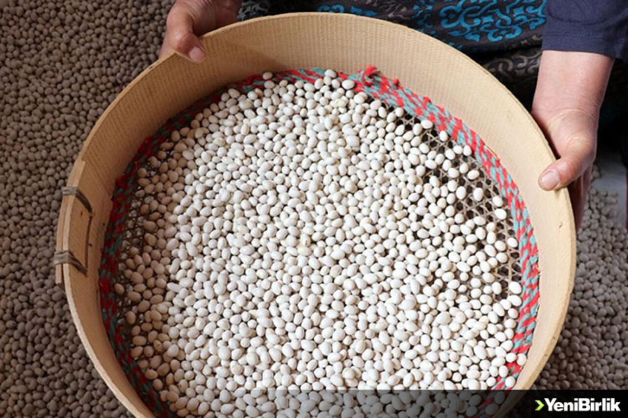 Kuru fasulyede Suşehri ve İspir arasında rekabet yaşanıyor