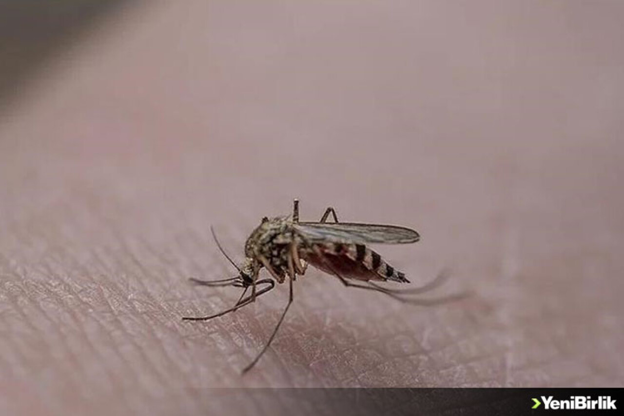 İstanbul'da sivrisinek yaraları nedeniyle hastanelere başvurular artıyor