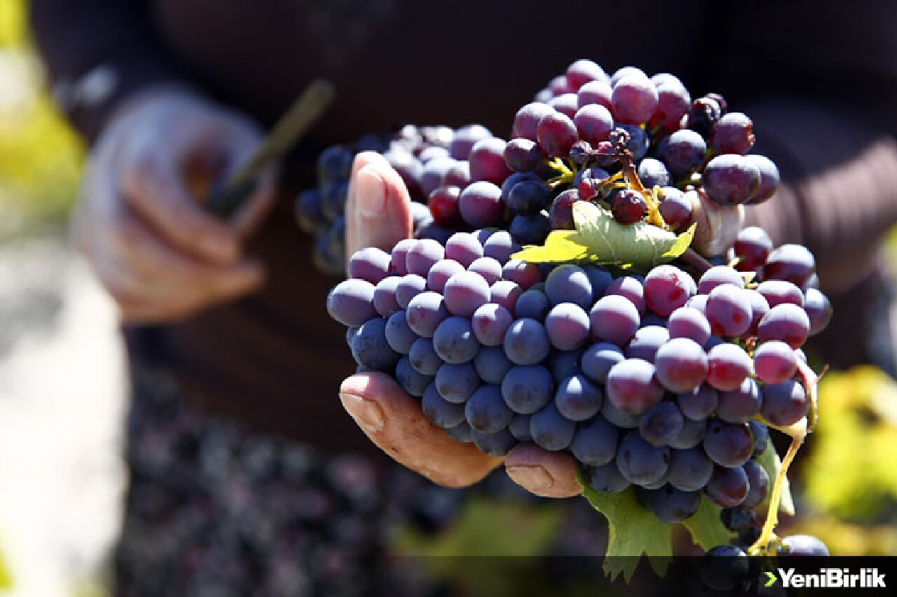 Kayseri'deki Koramaz Vadisi'nde bağ bozumu zamanı