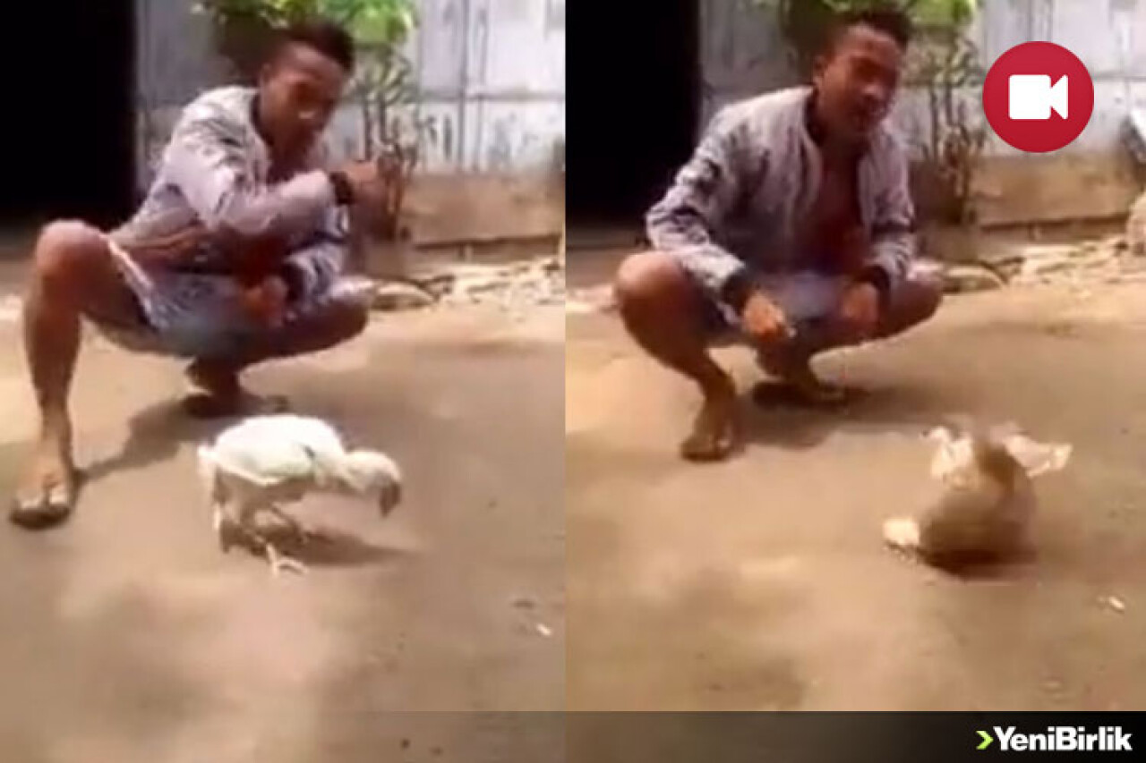 Tavuğun Böylesi!..