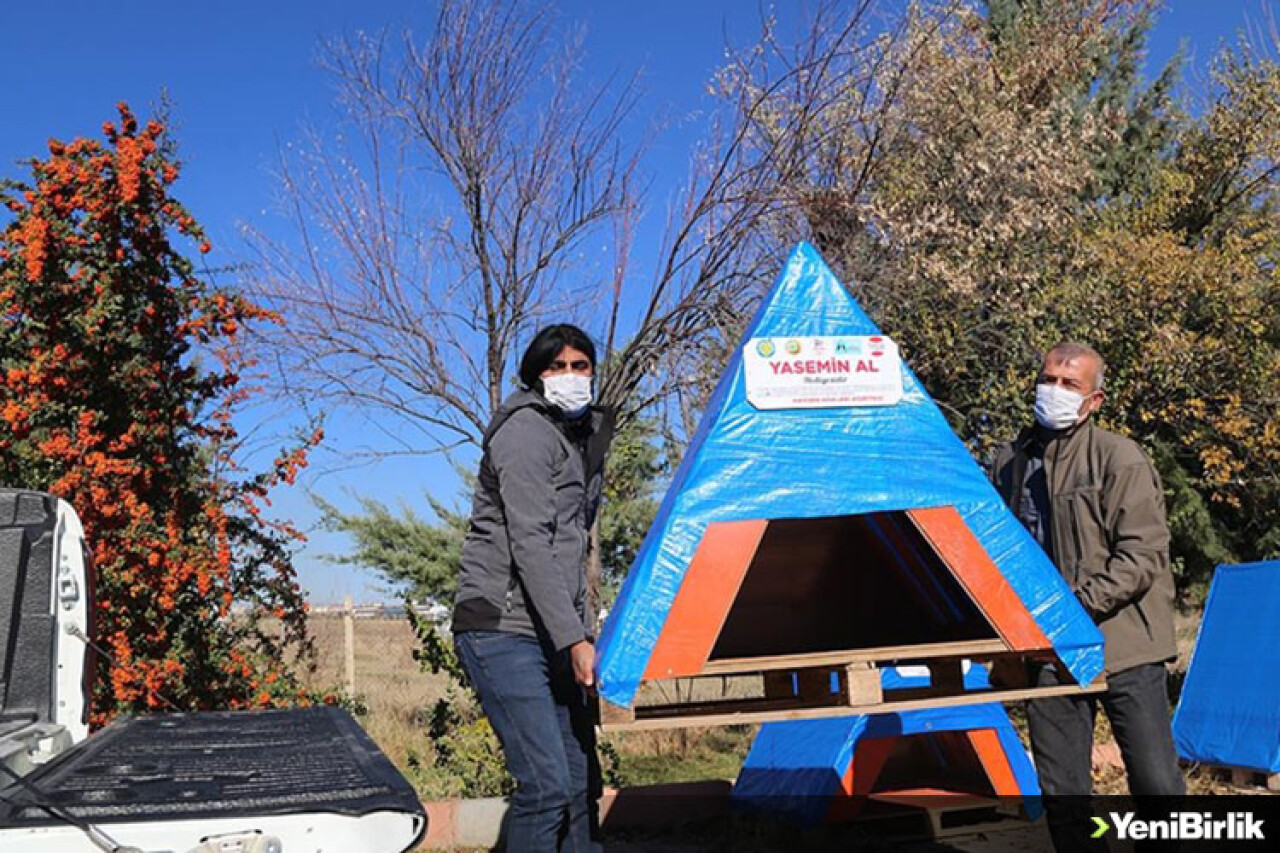 Ahşap paletler ve meyve kasaları sokak hayvanları için sıcak yuvaya dönüşüyor