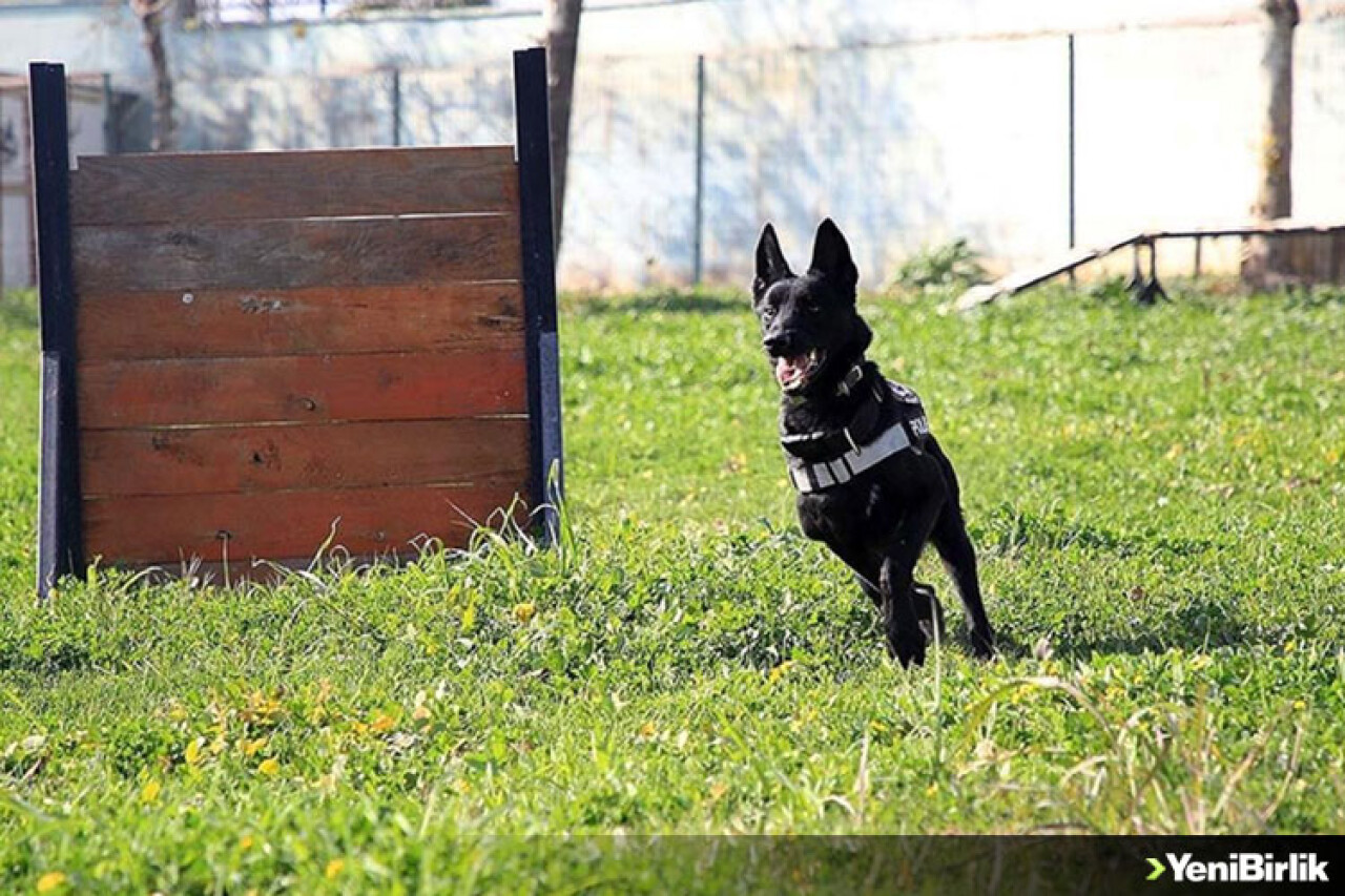 Mersin polisinin 'can dostları' 2020'de zehir tacirlerine geçit vermedi