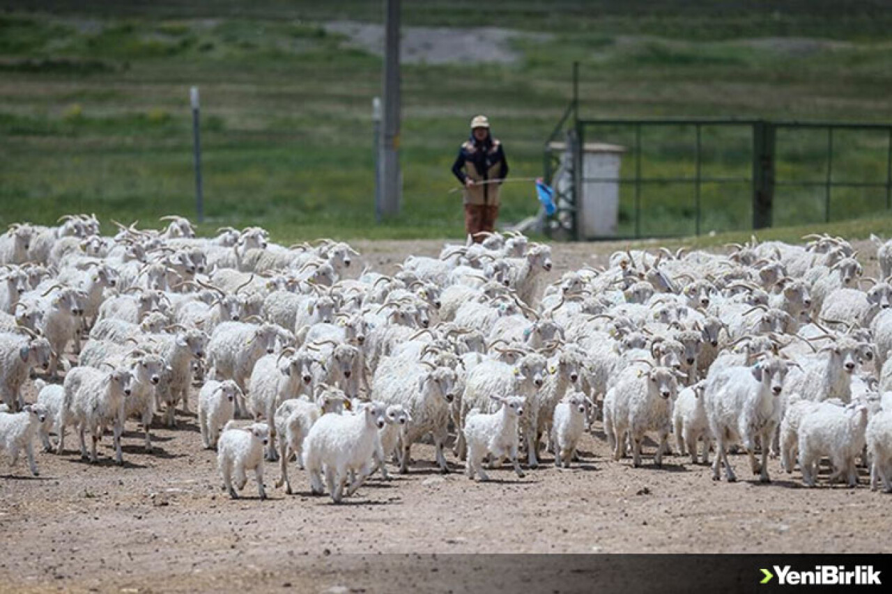 Tiftiğiyle meşhur Ankara keçisinin genini koruyup gelecek nesillere aktarıyorlar