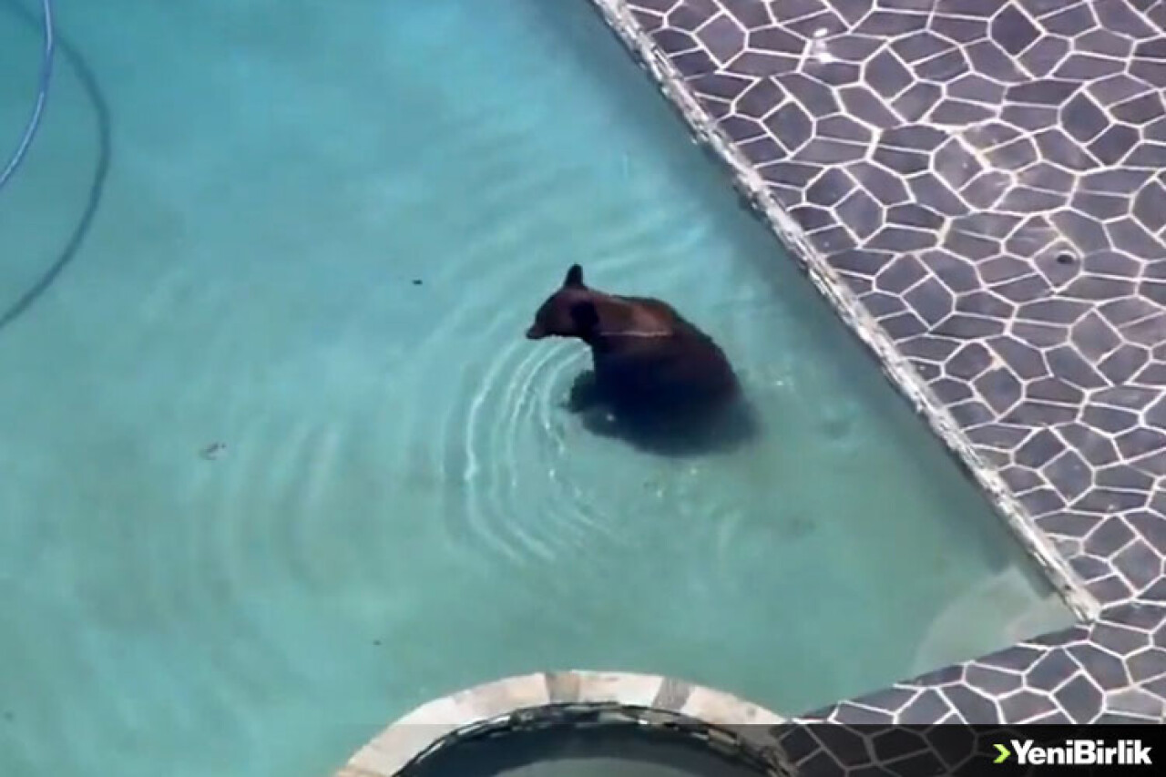 Girdiği Evin Havuzunda Keyif Yaptı