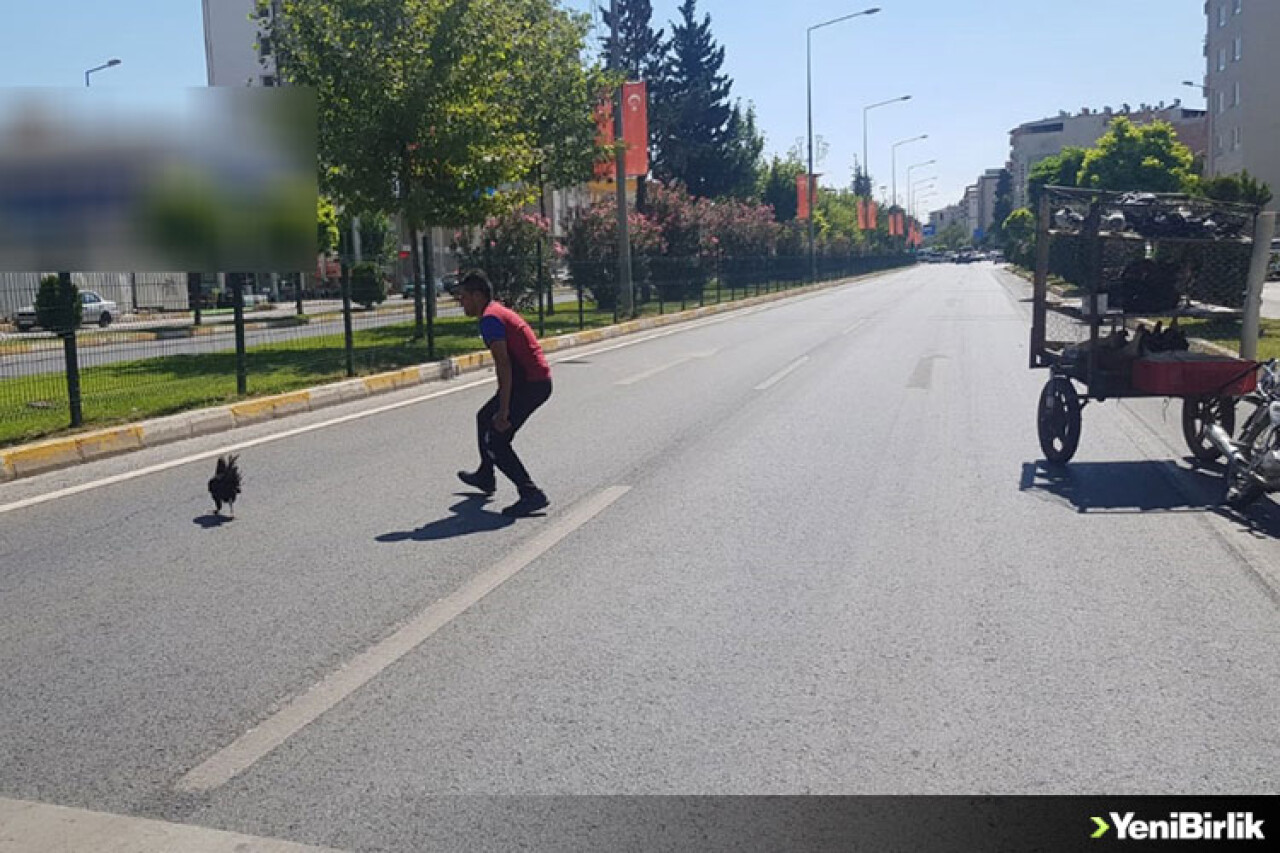 Yolun Ortasına Düşen Tavuğu Yakalamak İçin...