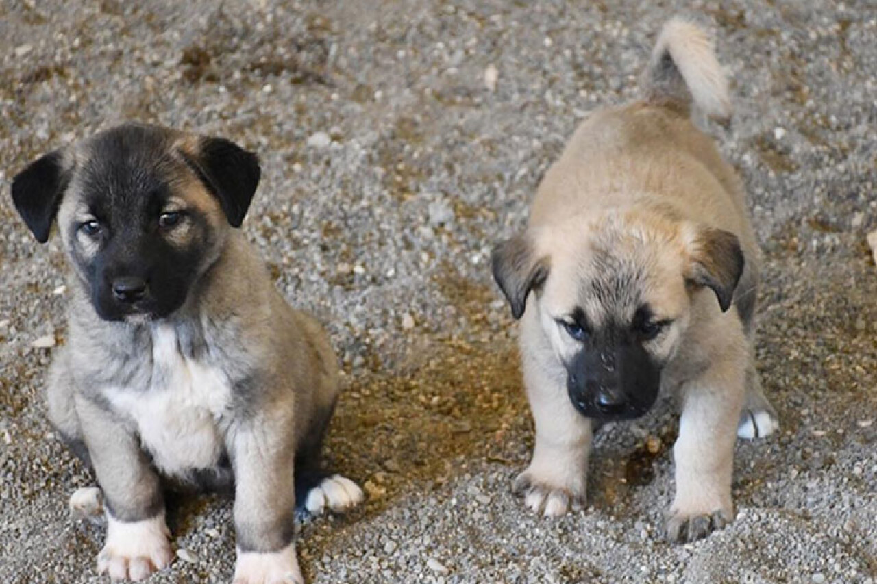 Kangal köpeği merkezinde damızlık ve yavru hedefine ulaşıldı
