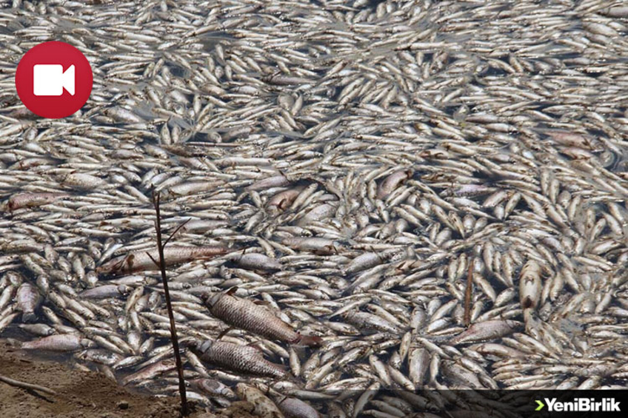 Toplu Balık Ölümleri Paniğe Neden Oldu
