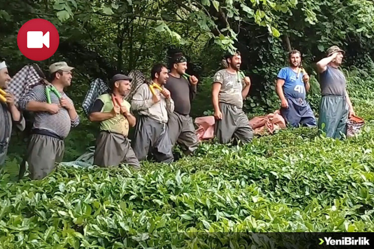 Çay Toplamayı Eğlenceye Dönüştürdüler