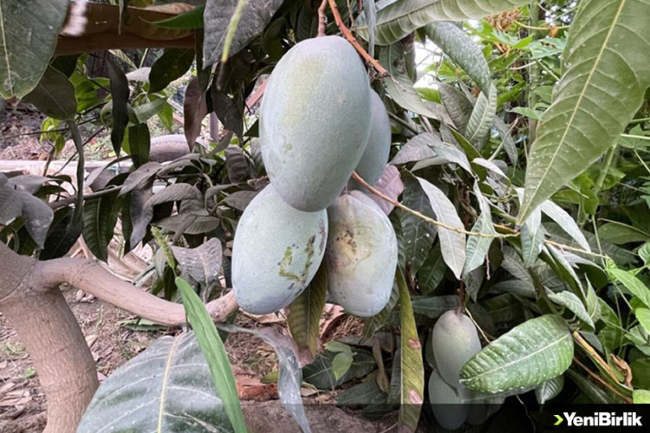 Alanya'da mango üretim alanı 2 yılda 2 kat arttı