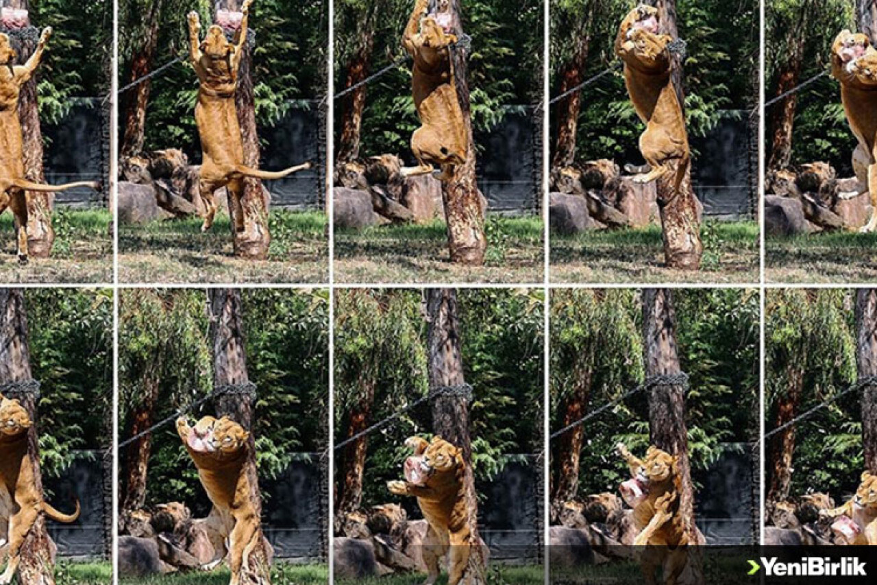 İzmir Doğal Yaşam Parkı'nın sakinleri dondurulmuş meyvelerle serinliyor