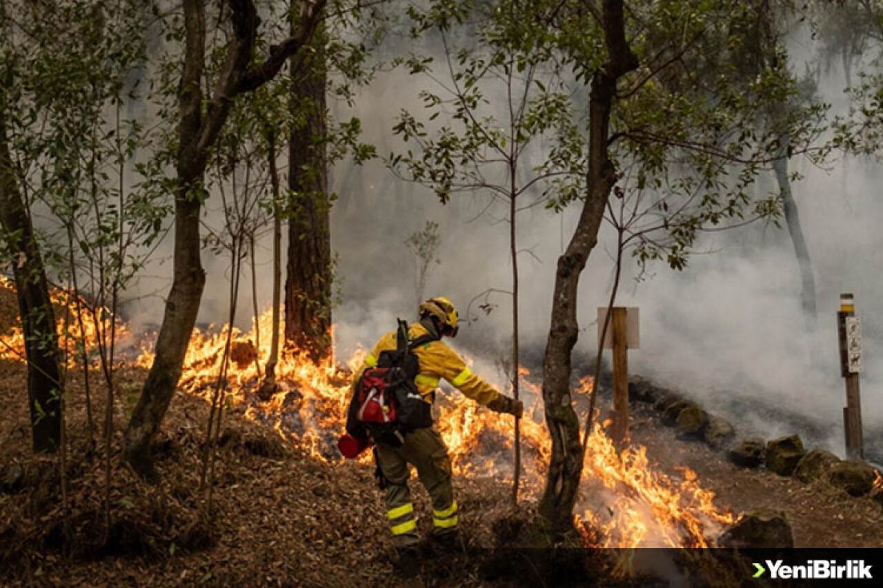 İklim değişikliği Türkiye'nin kuzey bölgelerinde orman yangını riskini artırıyor