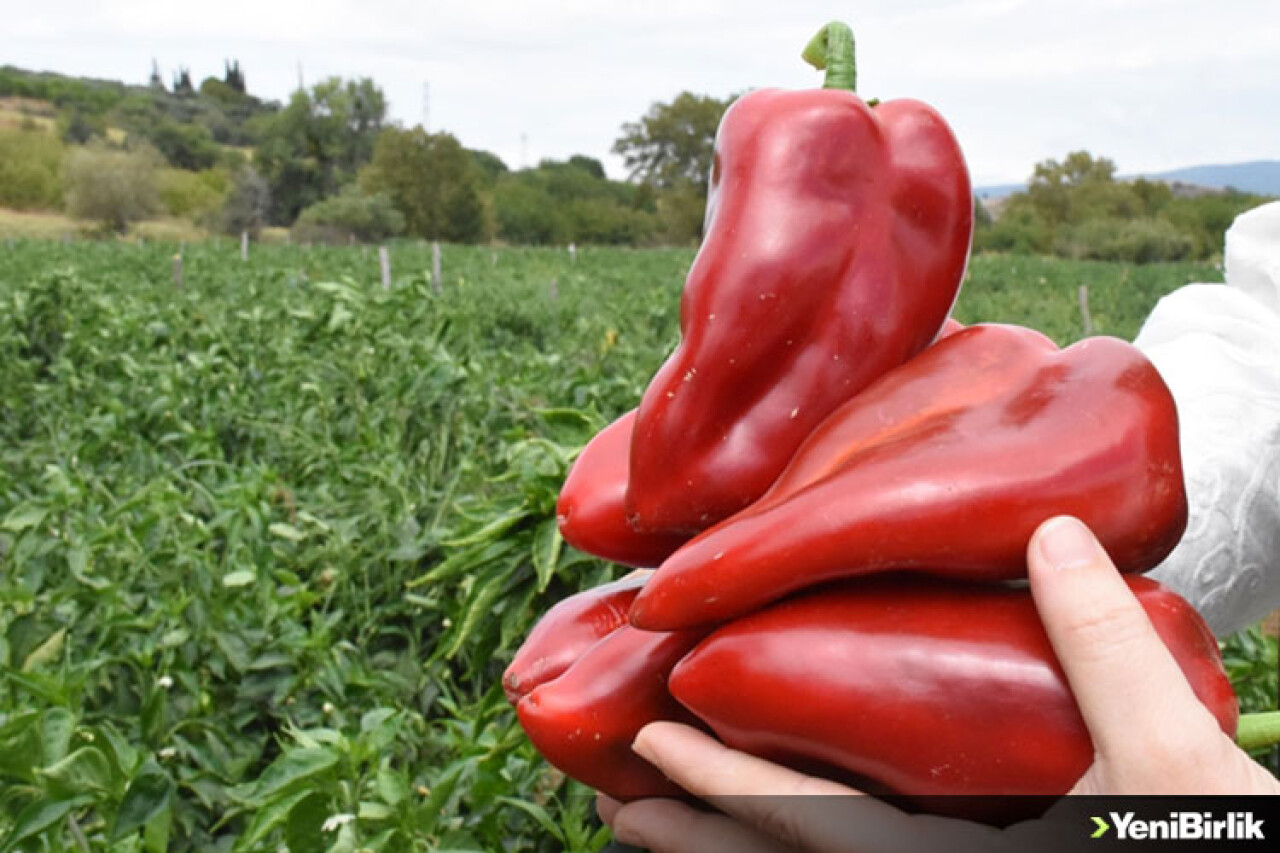 Kapya biberi bu sene üreticisinin yüzünü güldürdü