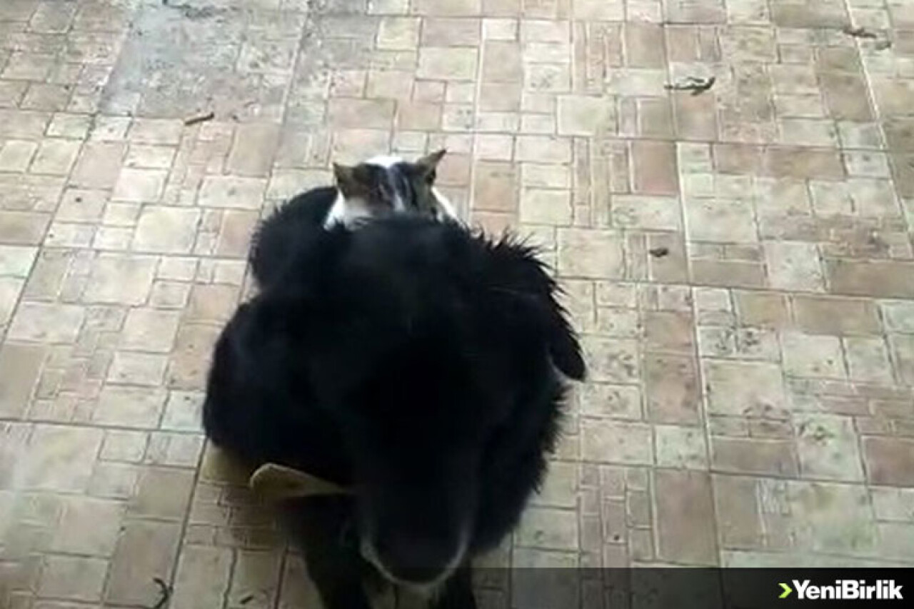 Kedi İle Köpeğin İlginç Dostluğu