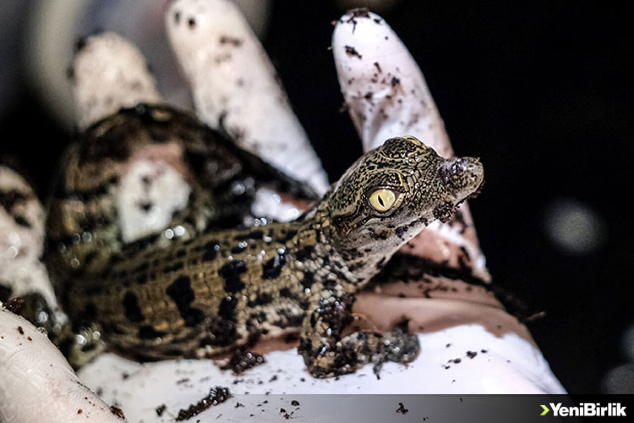 Nil timsahları yumurtalarından çıktı