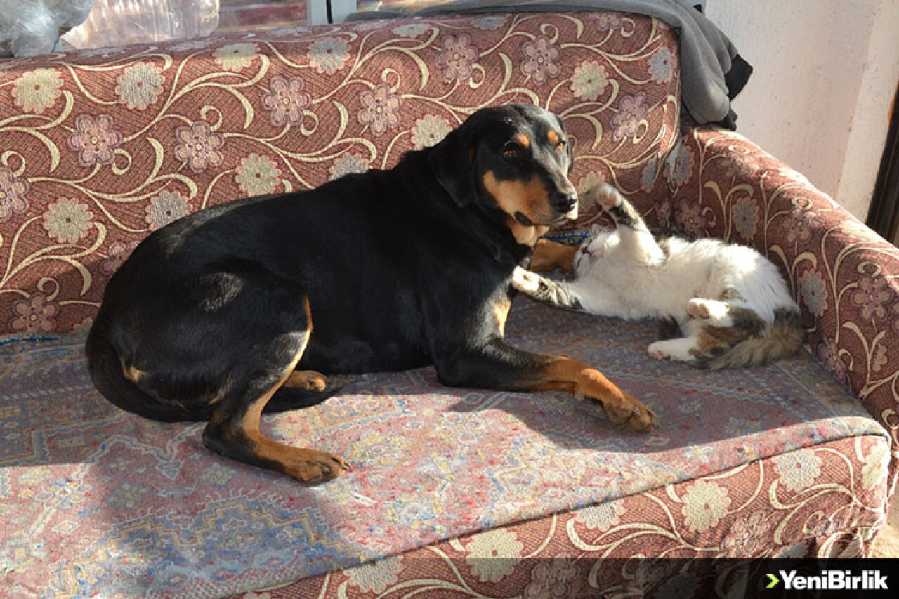 Kedi ile köpeğin dostluğu görenleri şaşırtıyor