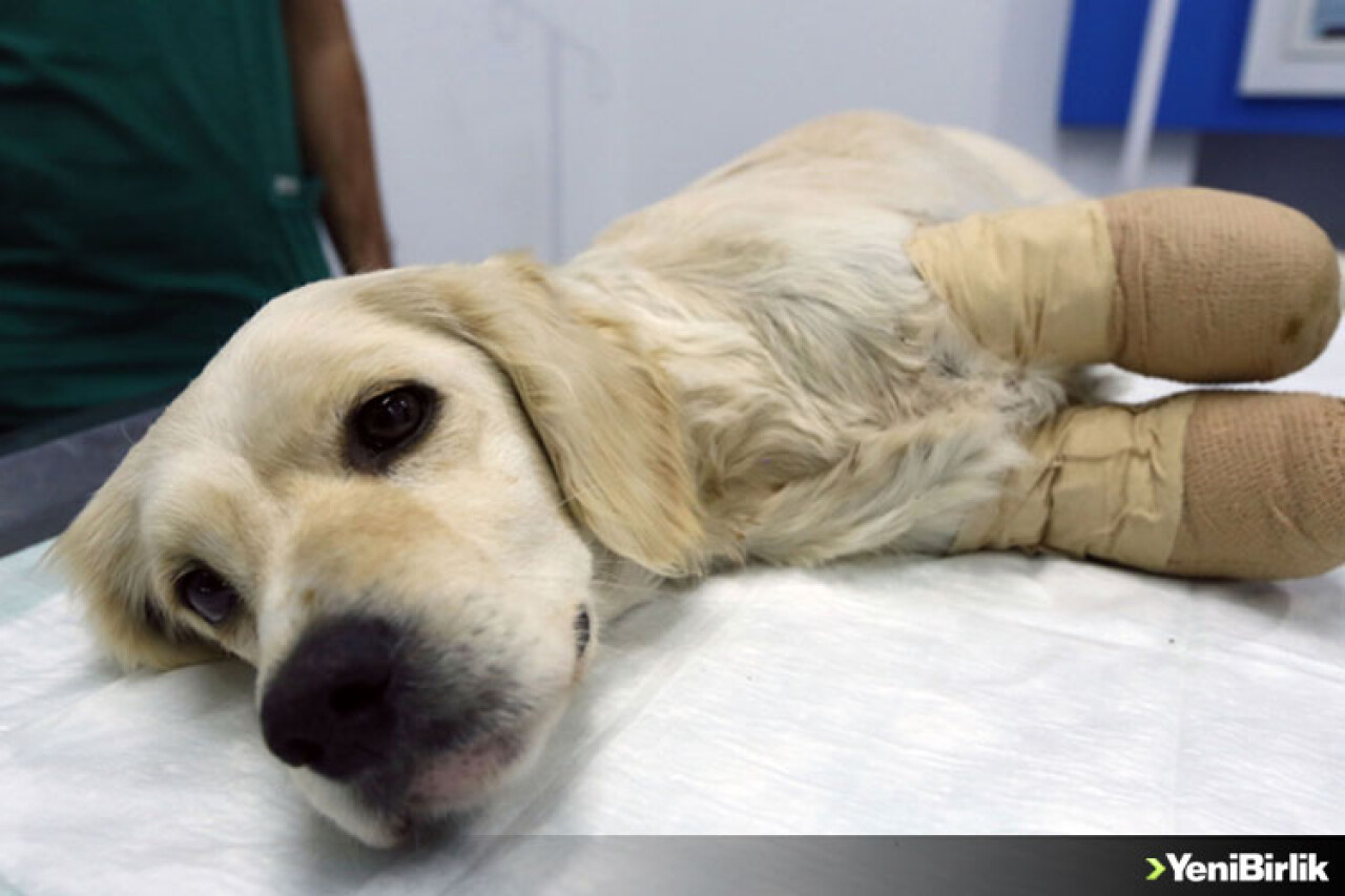 Maalesef insanlar hayvanlarla aynı hayatı paylaştığının farkında değil