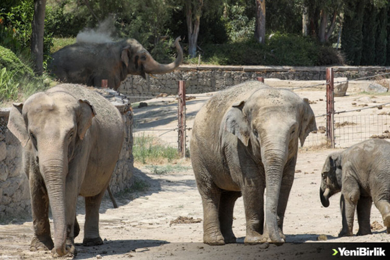 Türkiye'nin ilk fil ailesine İzmir Doğal Yaşam Parkı'nda özenle bakılıyor