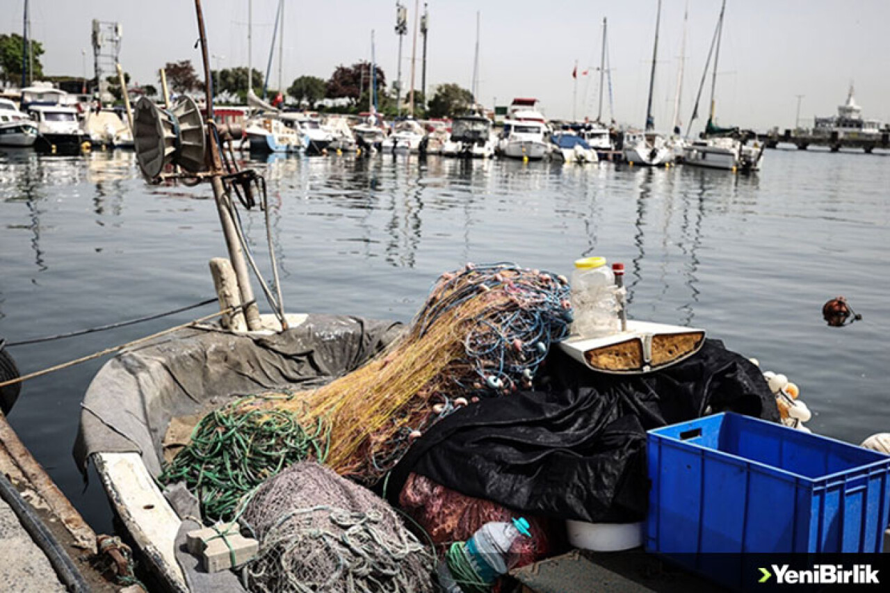 Küçük balıkların avlanması Marmara'daki ekosistemi tehdit ediyor