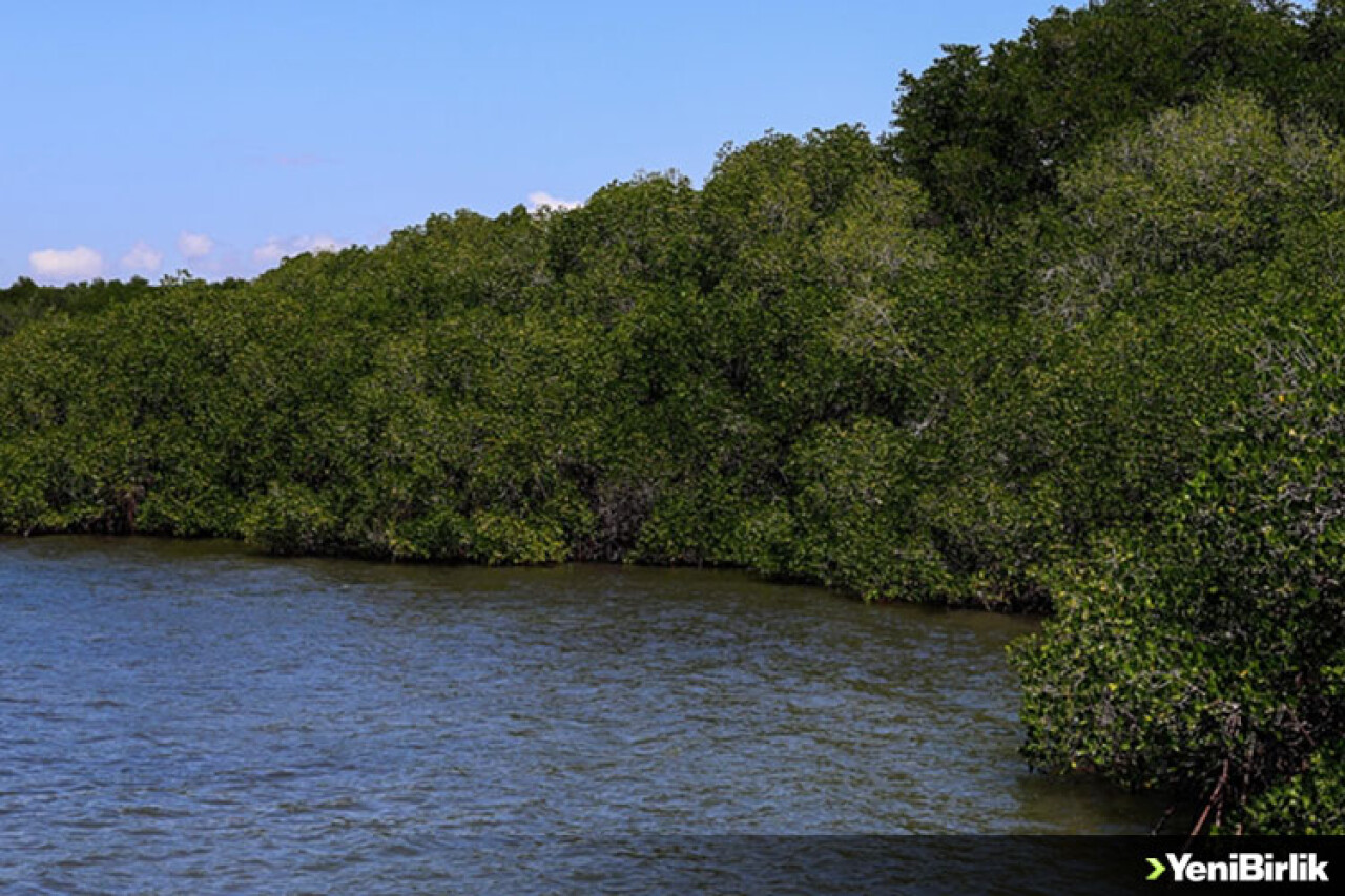 Karbon yutağı mangrov ormanları doğal afetlere karşı bariyer görevi üstleniyor