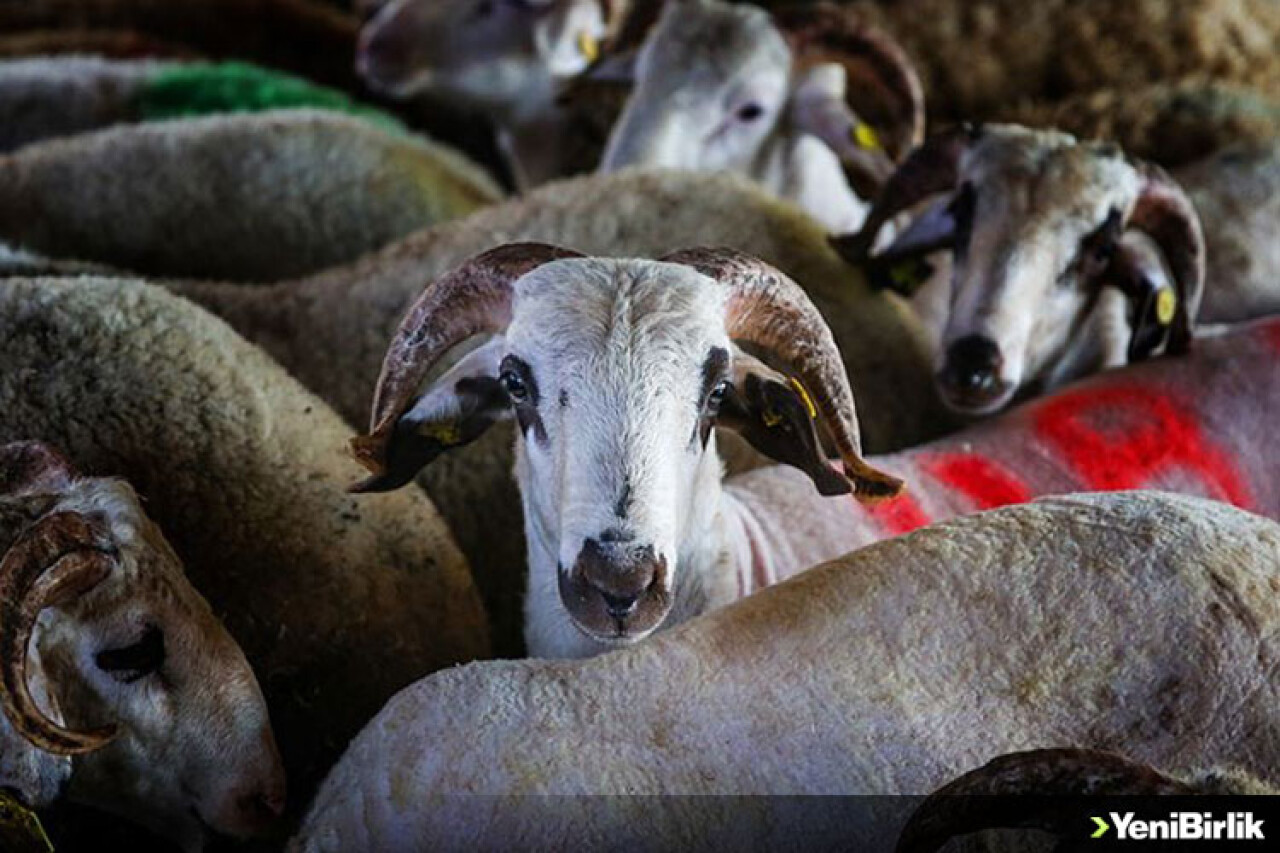 Vekaleten kurban kesim bedeli açıklandı