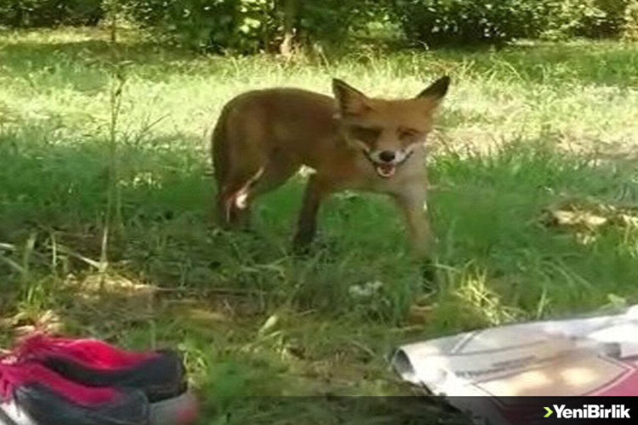 Tilkinaz Poğaçayı Sevdi