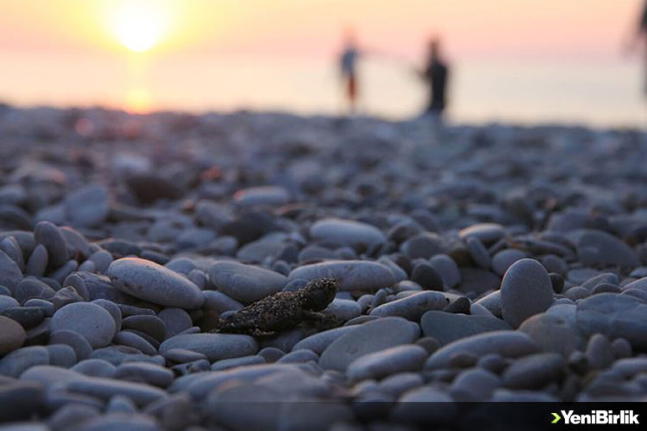 Yavru carettalar denizle buluştu