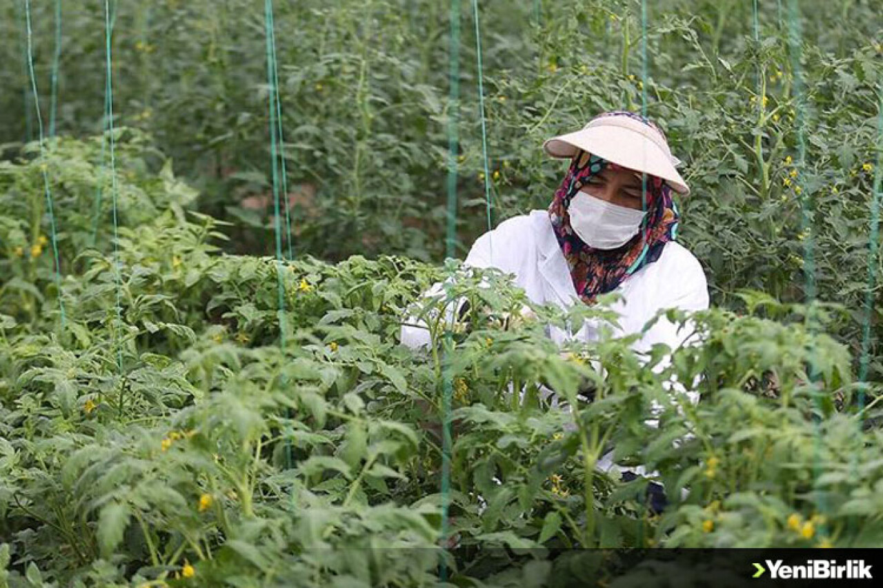 Türkiye'nin yerli ve milli sebze tohumları kadınlara emanet