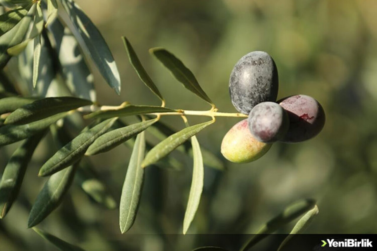 Ata ağaçlarında yetiştirilen "Karamürsel Samanlı zeytini" tescil yolunda