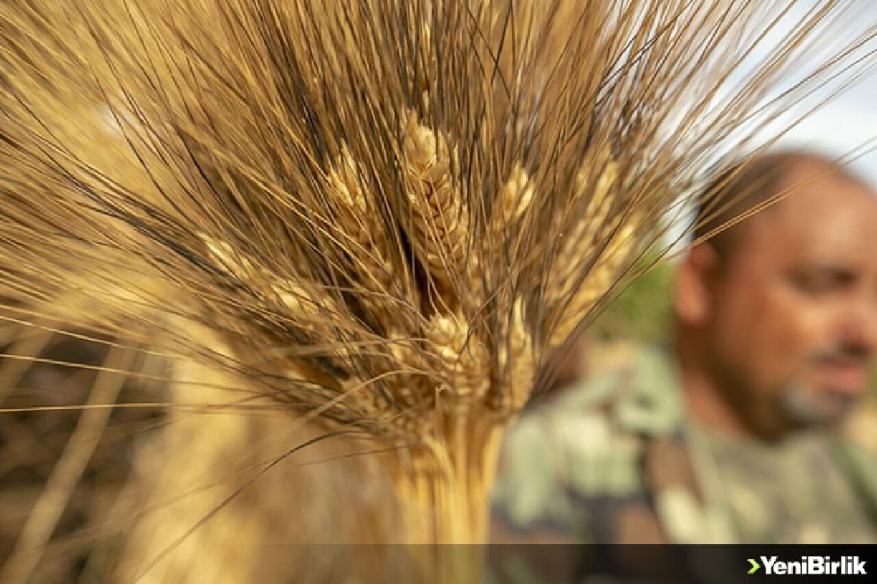 Uzmanlardan buğday üretiminde kuraklık riskine karşı öneriler