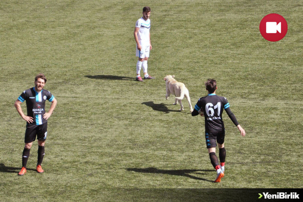 Sahada Davetsiz Misafir