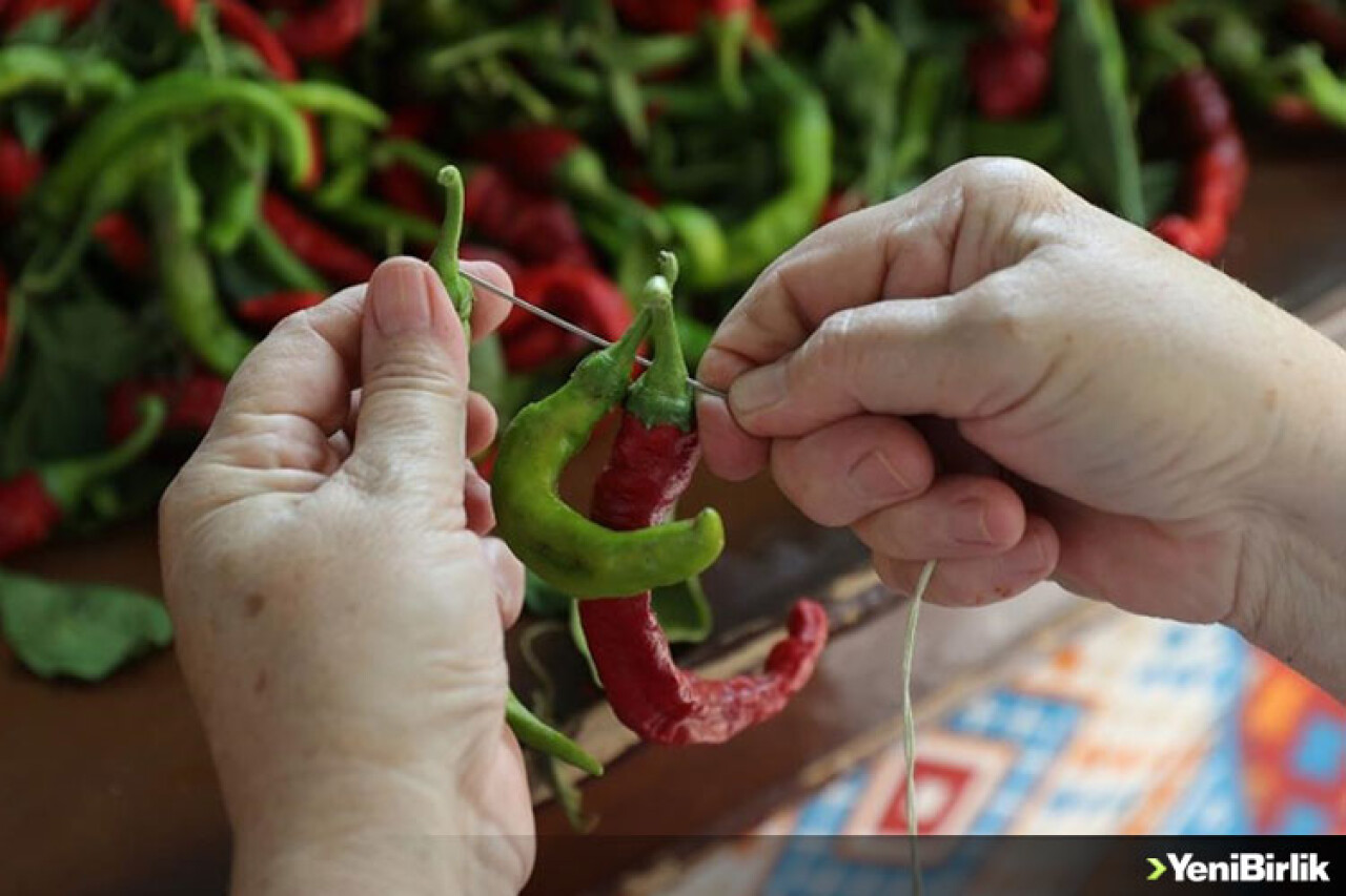 Tava ciğerin lezzet yoldaşı Karaağaç acı biberi "dantel örer" gibi ipe diziliyor