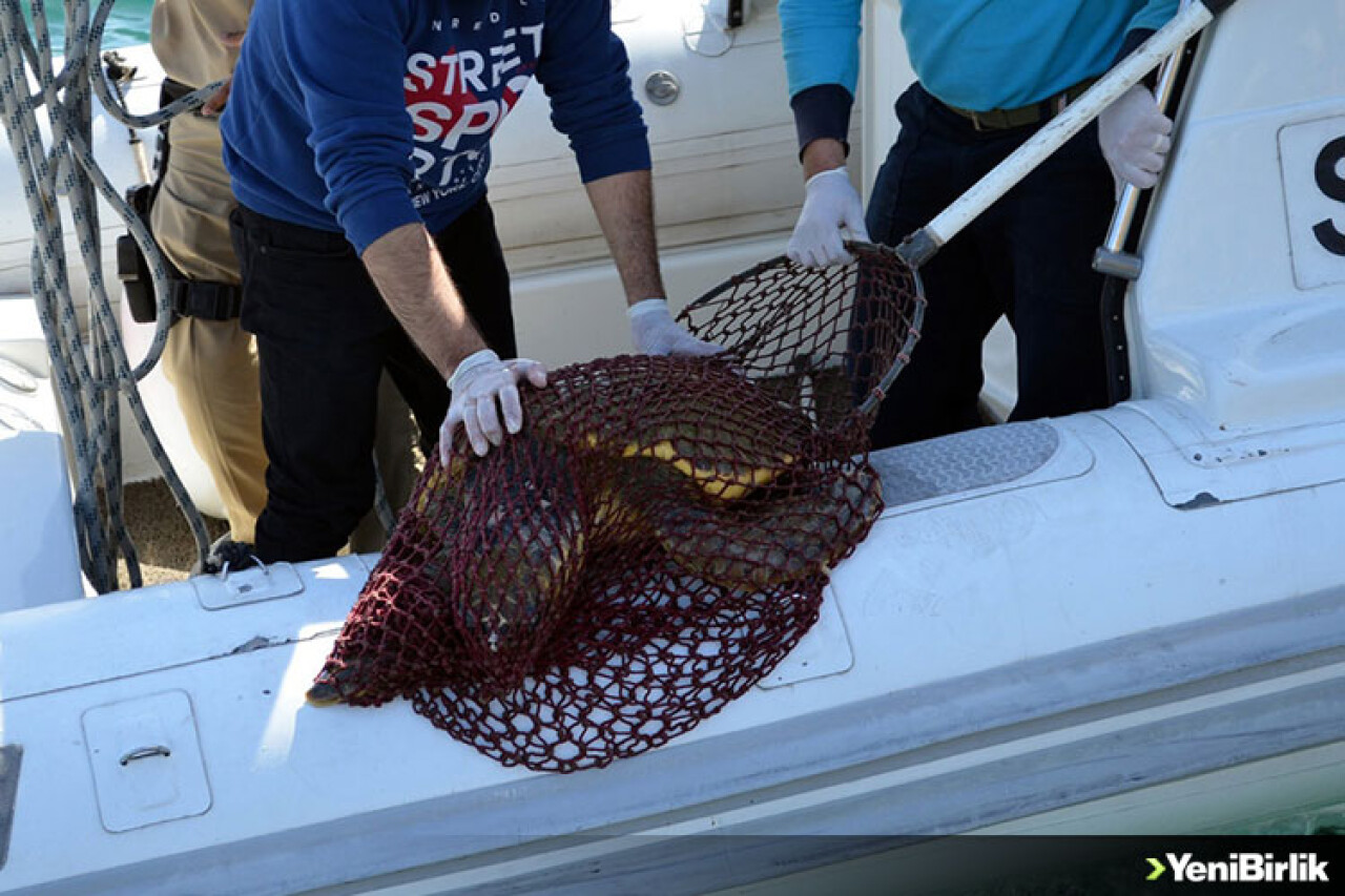 Yaralı Caretta Caretta İçin Seferberberlik