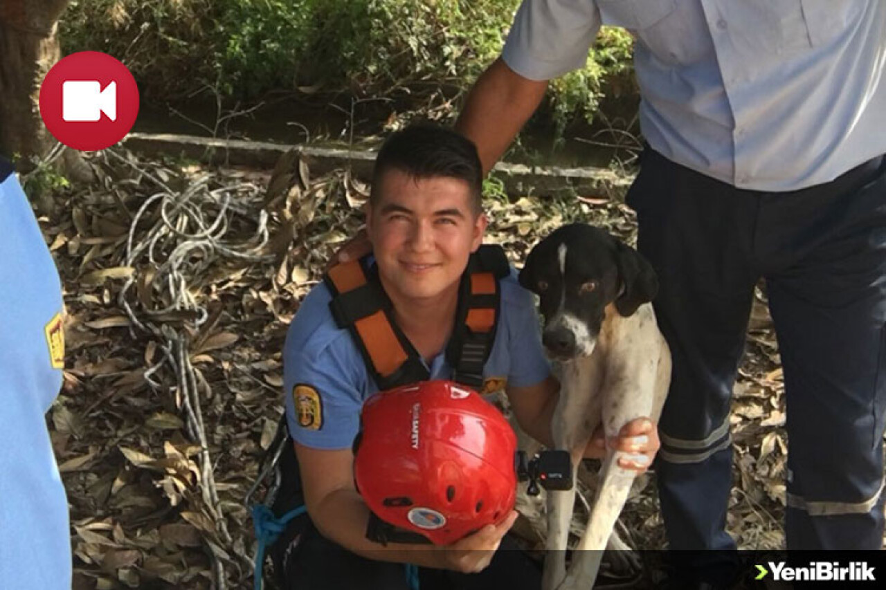 Kuyuya Düşen 'Çopur' İtfaiye Tarafından Kurtarıldı