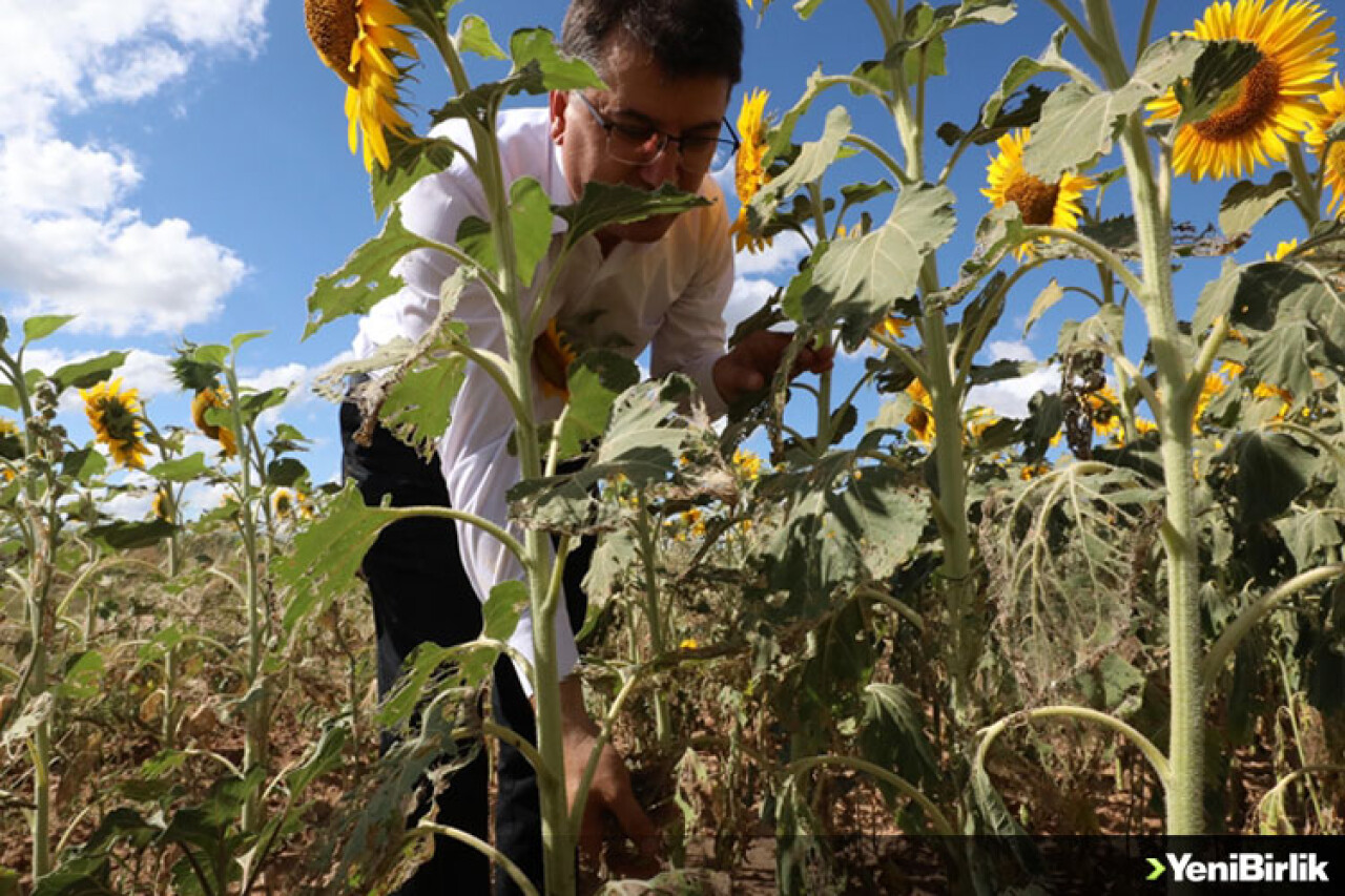 Trakya'da çayır tırtılı görülen ayçiçeği ekili alanlar büyük oranda ilaçlandı