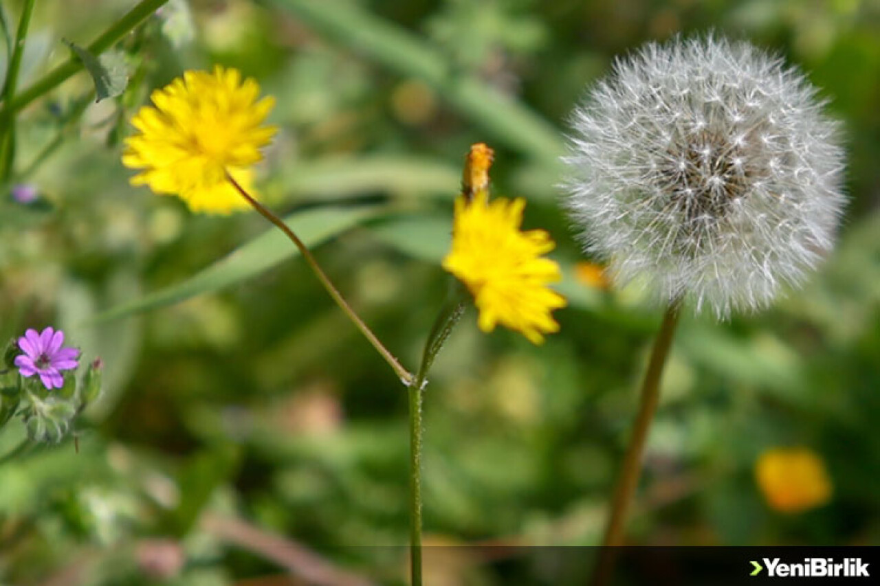 Küresel ısınma polen mevsimini uzatarak alerjiyle geçen günleri artırıyor