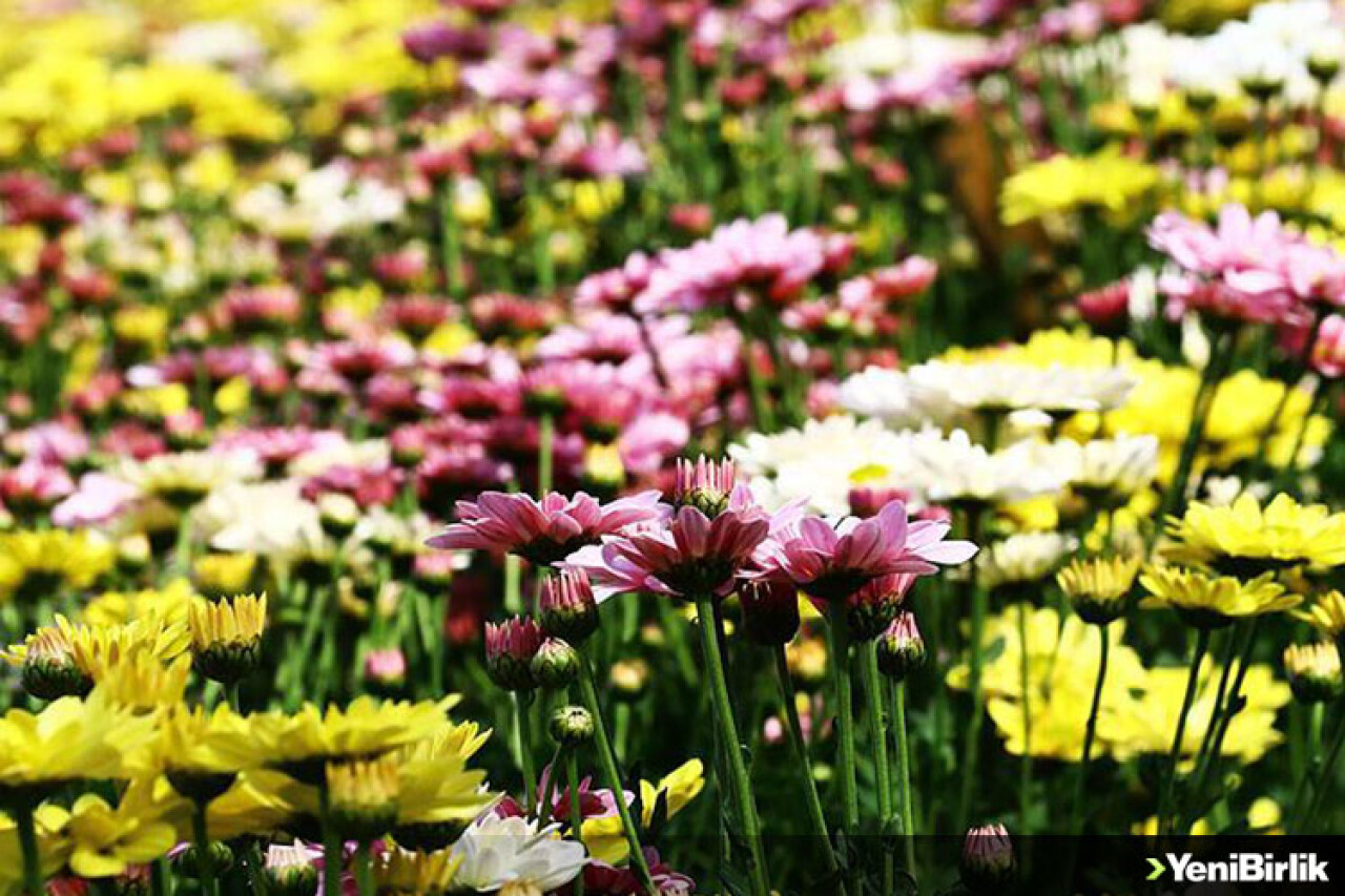 Çukurova'nın verimli topraklarında 'kasımpatı' üretiyor