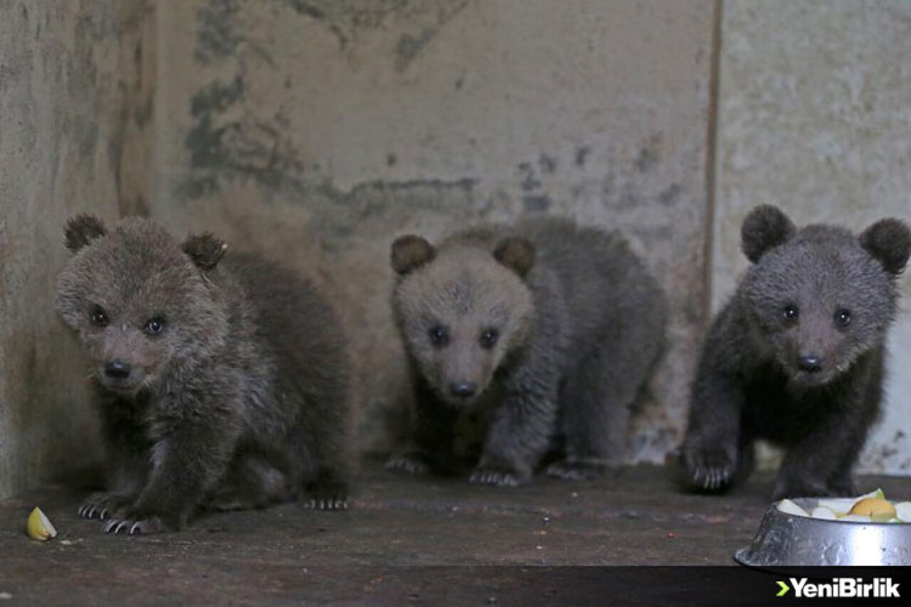 Annesiz 3 Yavru Ayıya Bebek Gibi Bakıyorlar