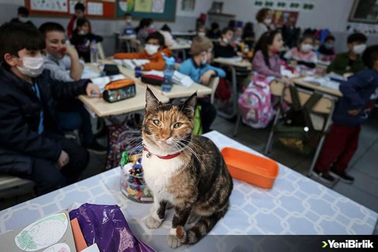 Kedi 'Karamel' soğuktan sığındığı okulun maskotu oldu