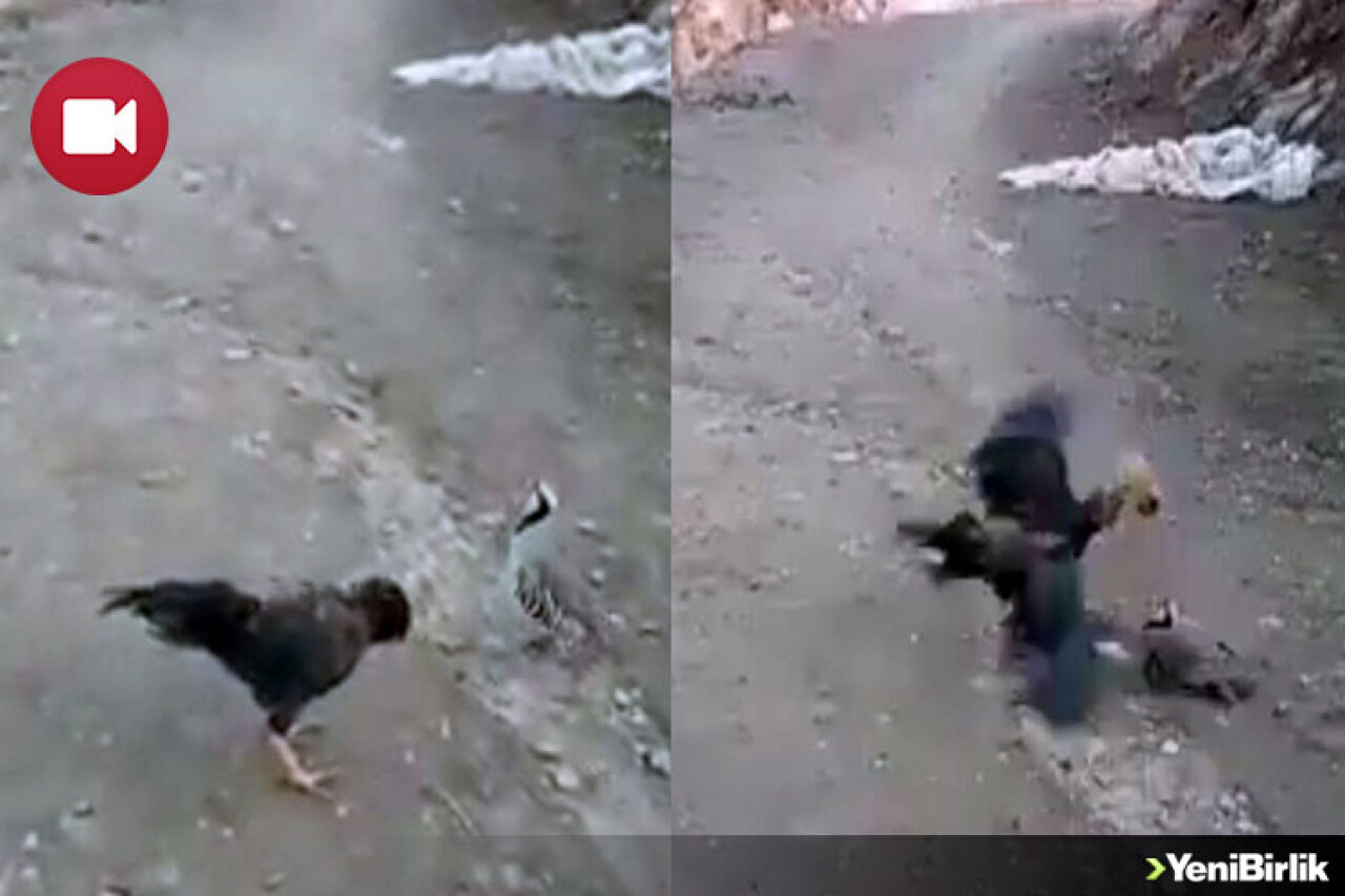 Horoza Kafa Tutan Keklik